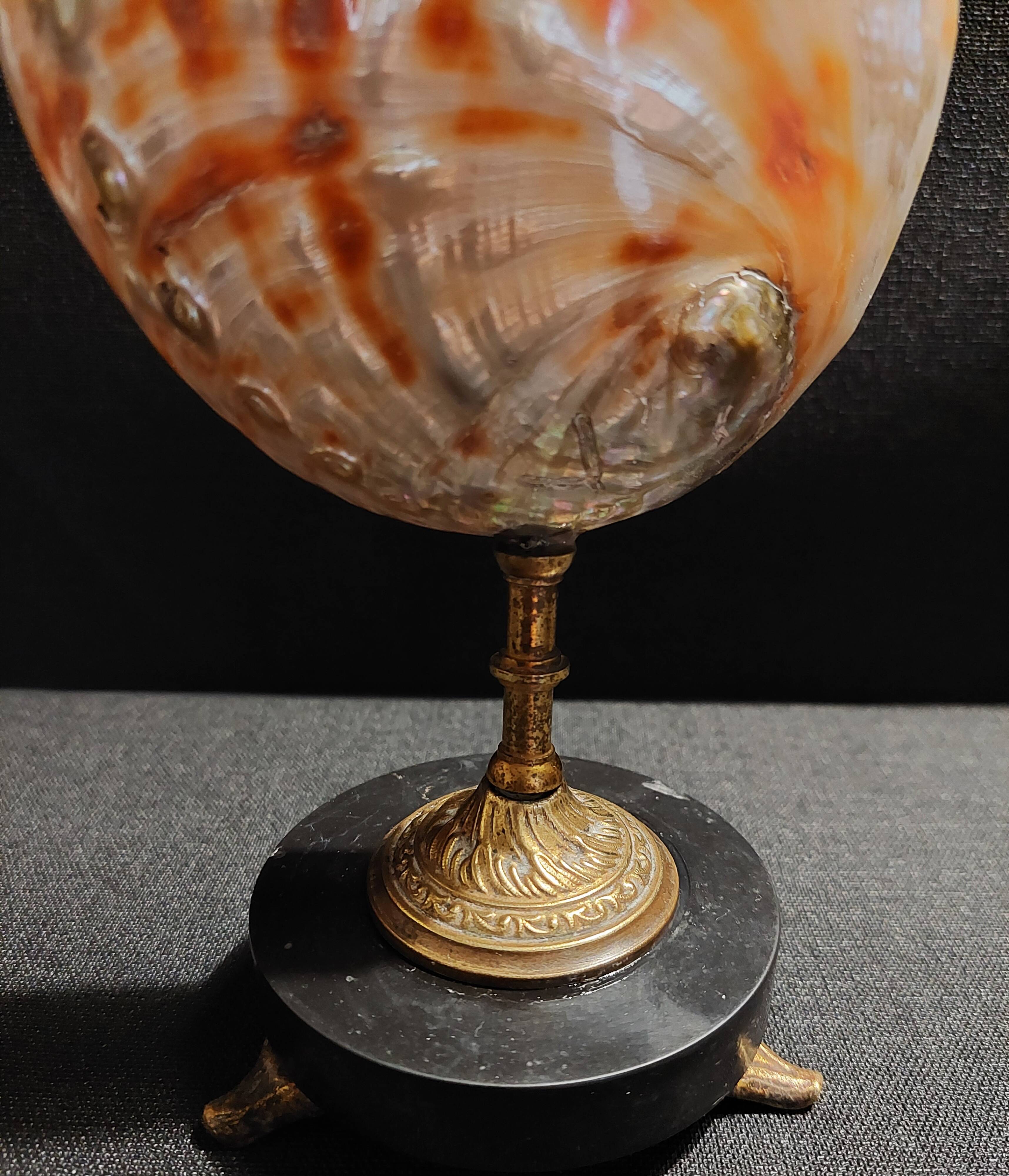 Cabinet of Curiosities haliotis rufescens shell on base