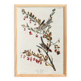 Poster about the Tree Sparrow, based on an old engraving from 1827.