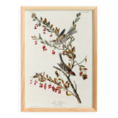 Poster about the Tree Sparrow, based on an old engraving from 1827.