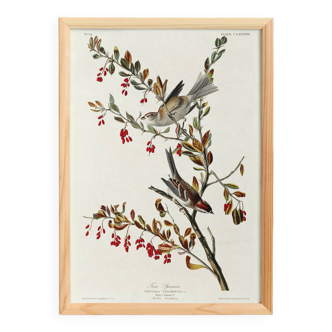 Poster about the Tree Sparrow, based on an old engraving from 1827.