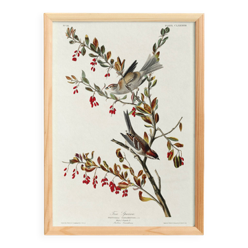 Affiche sur le Moineau des arbres, d’après une gravure ancienne de 1827.