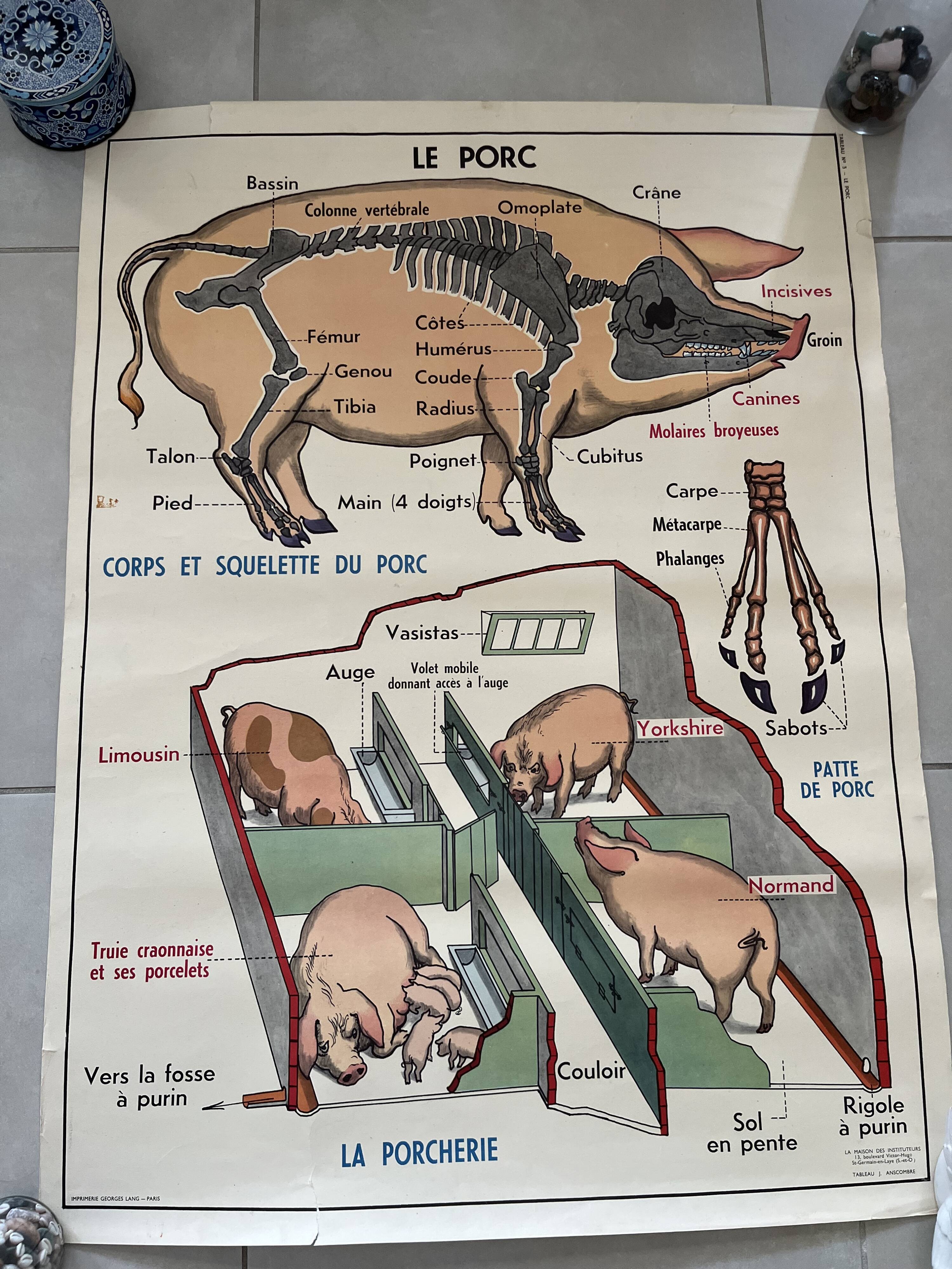 Affiche scolaire ancienne Rossignol – Anatomie animale chat / porc – recto