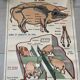 Affiche scolaire ancienne Rossignol – Anatomie animale chat / porc – recto