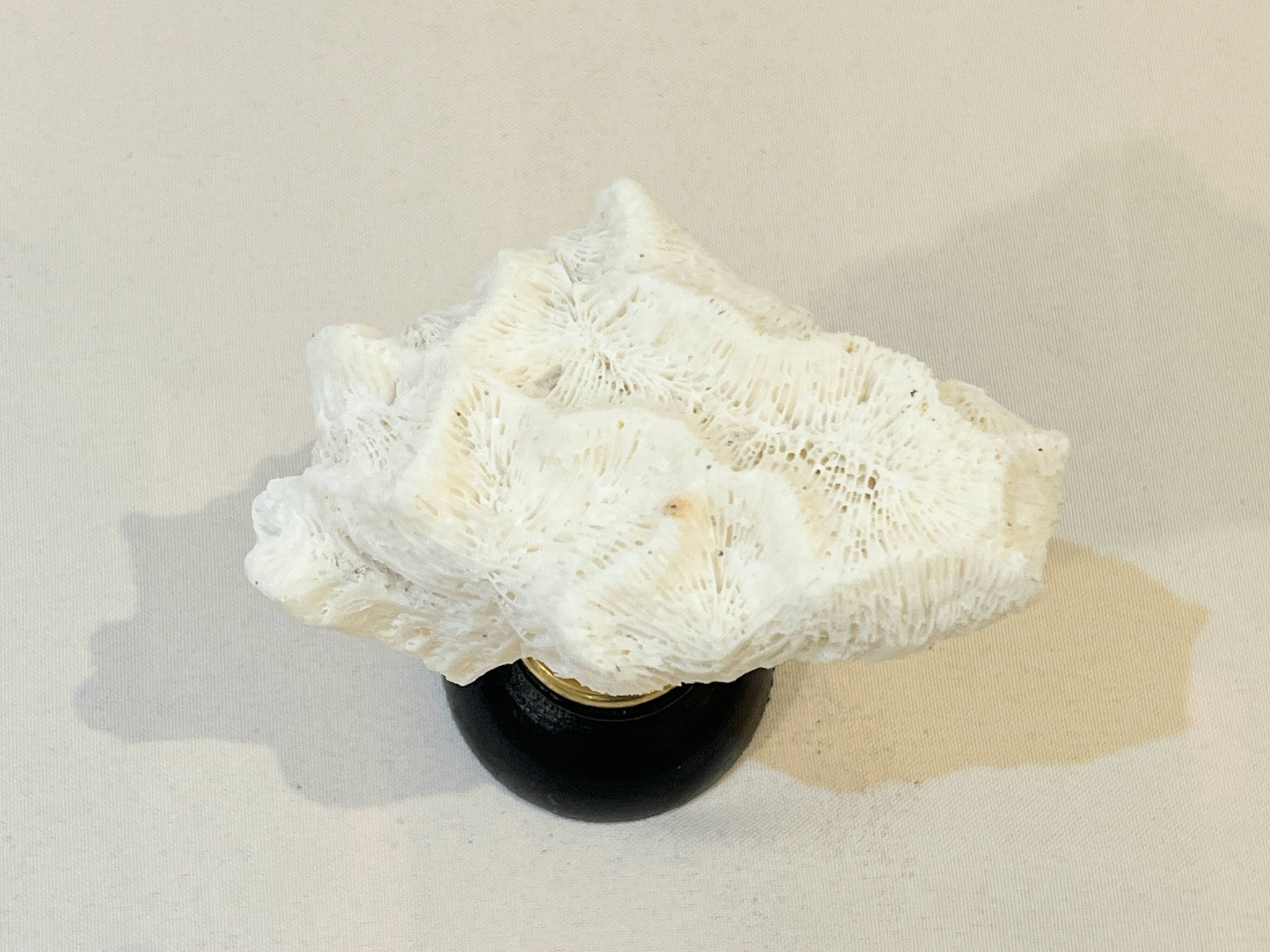 Antique natural white wave coral on wooden base Napoleon III cabinet of curiosities