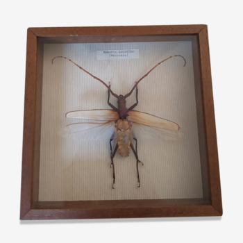 Naturalized insect megopis gigantea