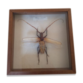 Naturalized insect megopis gigantea