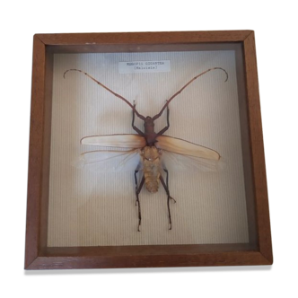 Naturalized insect megopis gigantea