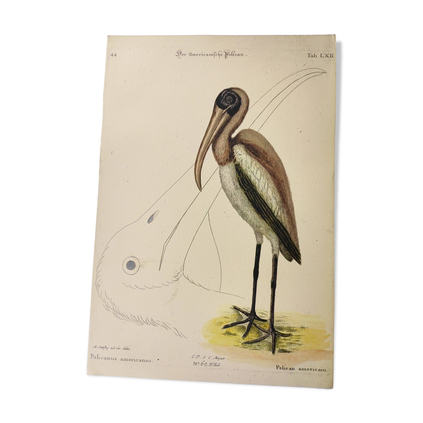 Antique bird engraving - American Pelican - Zoological plate by Seligmann & Catesby