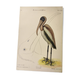 Antique bird engraving - American Pelican - Zoological plate by Seligmann & Catesby