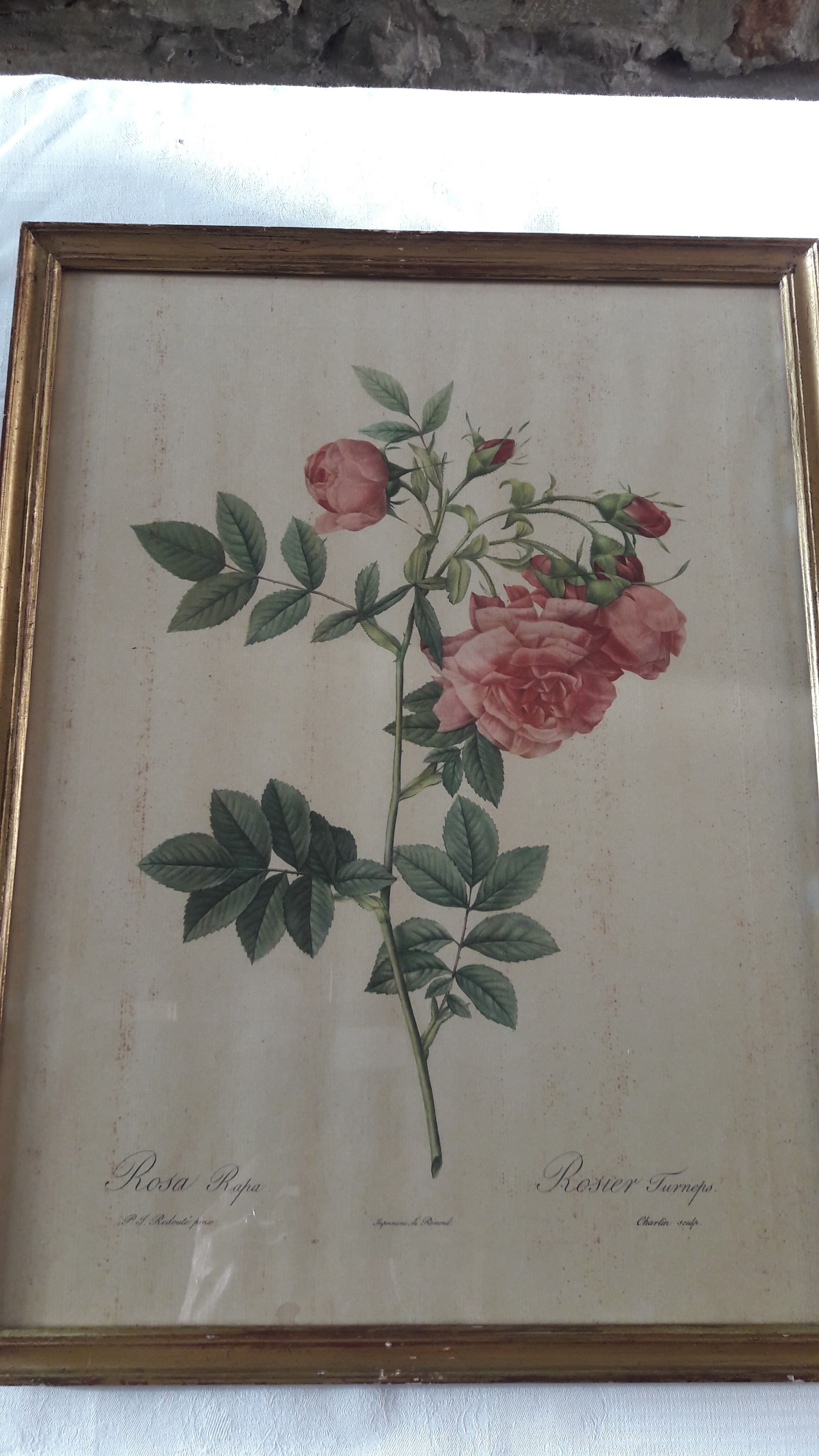 Lot of 3 ancient botanical boards roses of pj redouté
