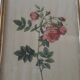 Lot de 3 planches botaniques anciennes roses de pj redouté