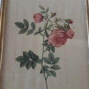 Lot de 3 planches botaniques anciennes roses de pj redouté