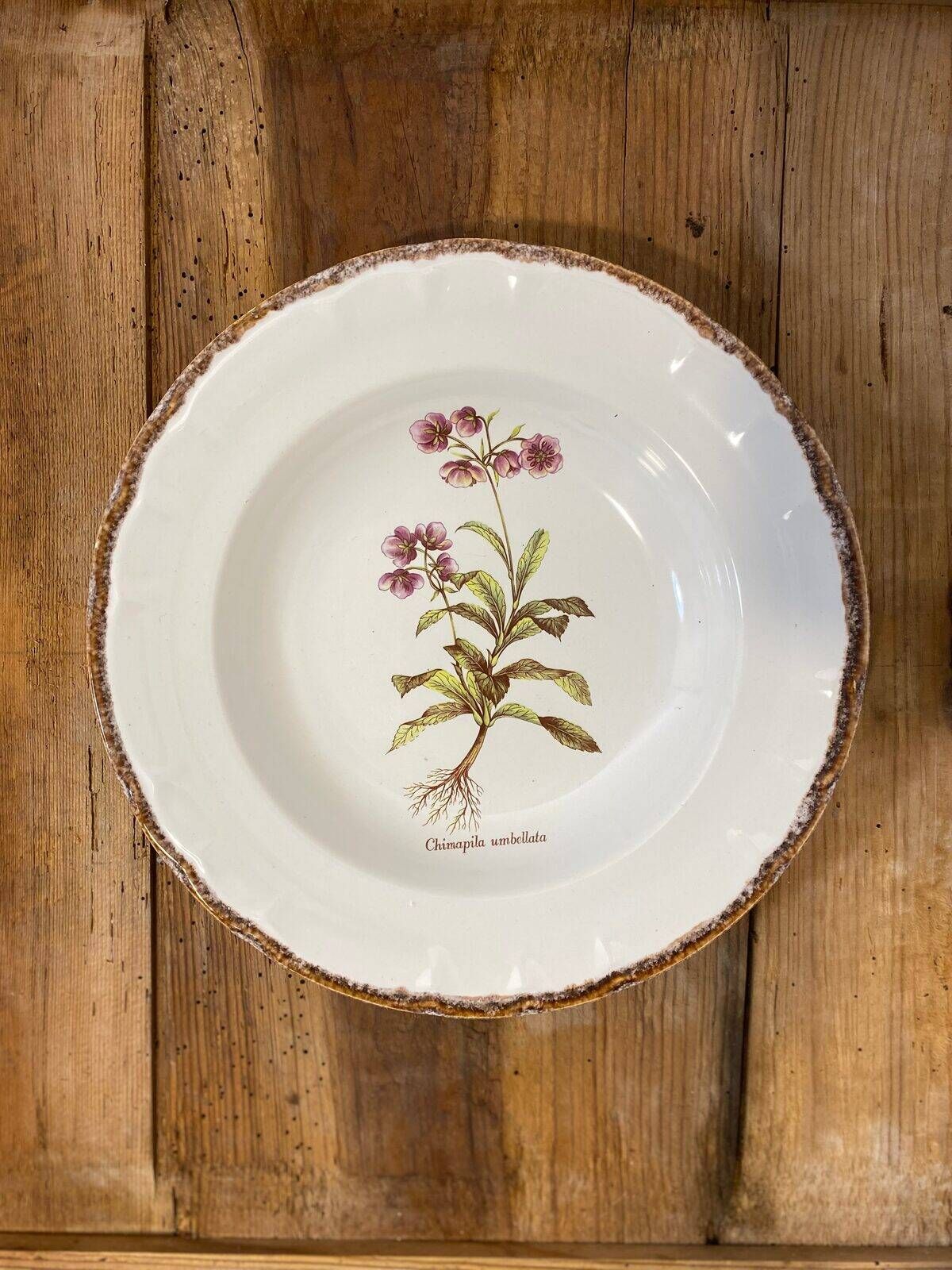 Set of 5 botanical deep plates, ADP Haute Provence