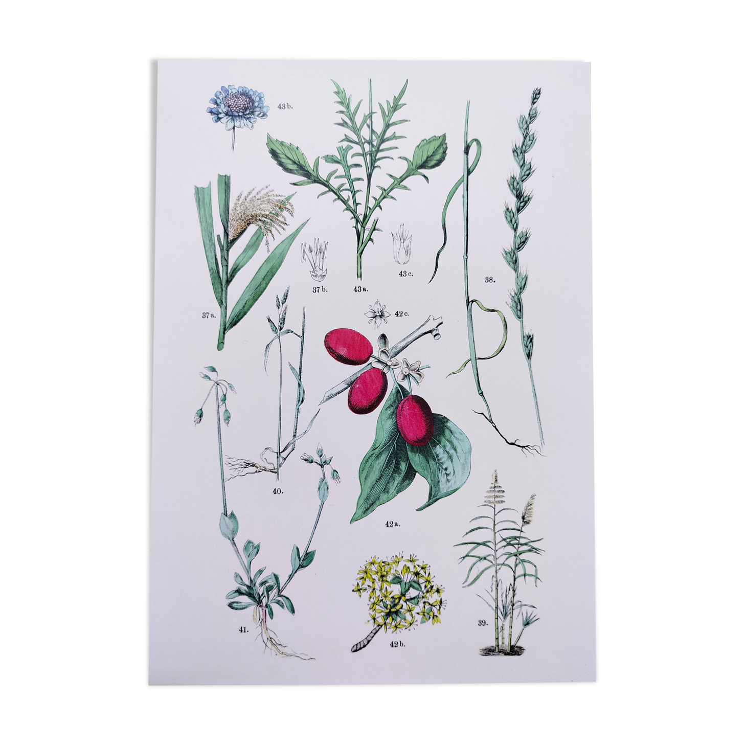 Plant poster based on an 1881 engraving "daregrass"