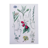 Plant poster based on an 1881 engraving "daregrass"