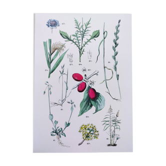 Plant poster based on an 1881 engraving "daregrass"