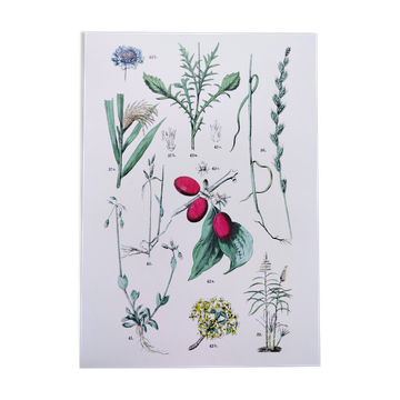 Plant poster based on an 1881 engraving "daregrass"