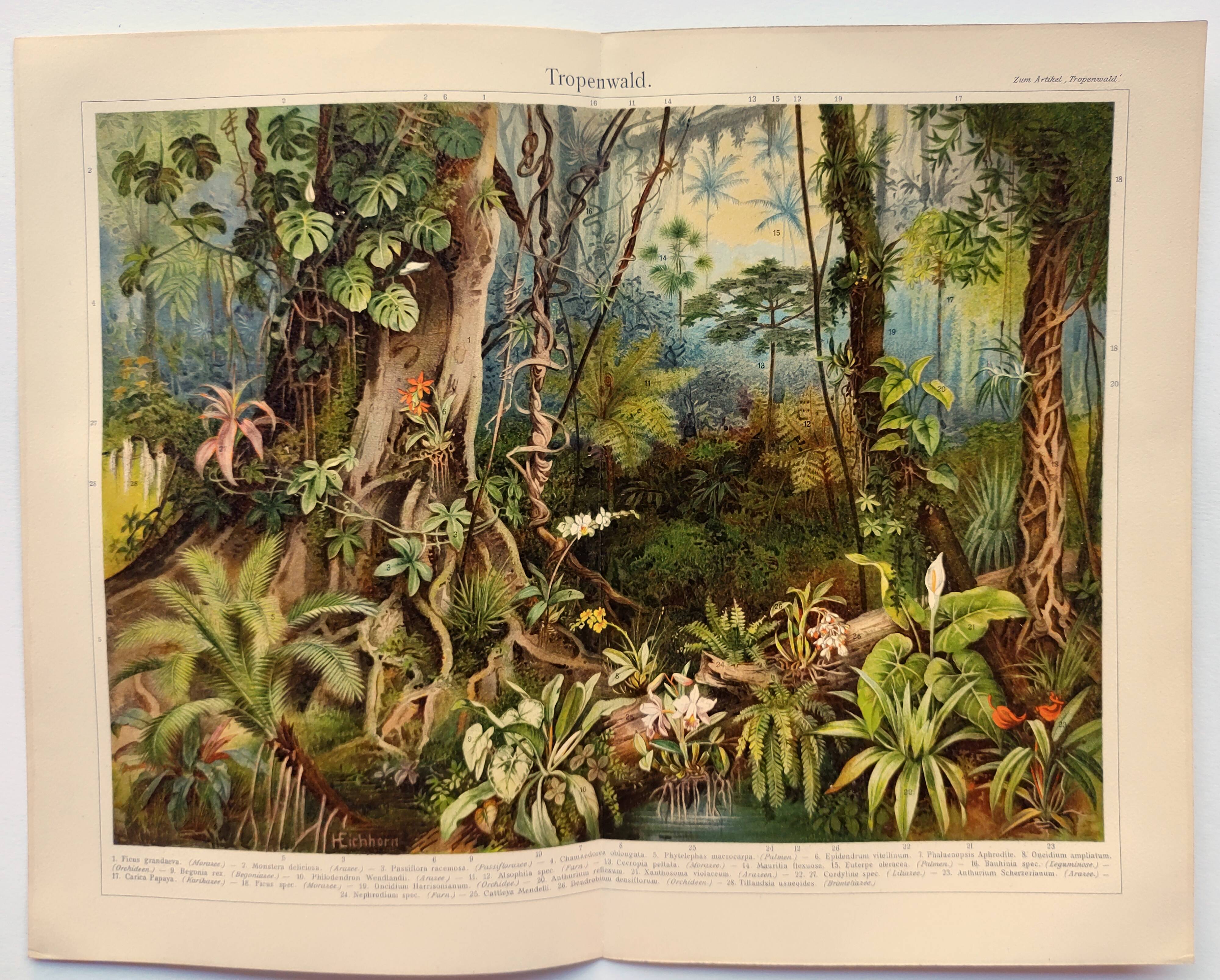 Gravure botanique de 1909 - Forêt et jungle tropicale - Planche ancienne allemande