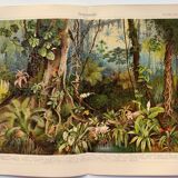 Botanical engraving from 1909 - Forest and tropical jungle - Old German print