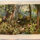 Gravure botanique de 1909 - Forêt et jungle tropicale - Planche ancienne allemande