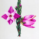 Displays educational daphne flower, 1972