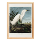 Poster about the Snowy Egret, after an old engraving from 1827.
