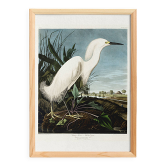 Poster about the Snowy Egret, after an old engraving from 1827.