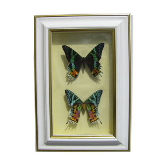 Butterfly frame