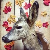 Taxidermy. Young deer. Hunting trophy. 1960's. Decoration cottage, cabin, country house. Curiosity cabinet