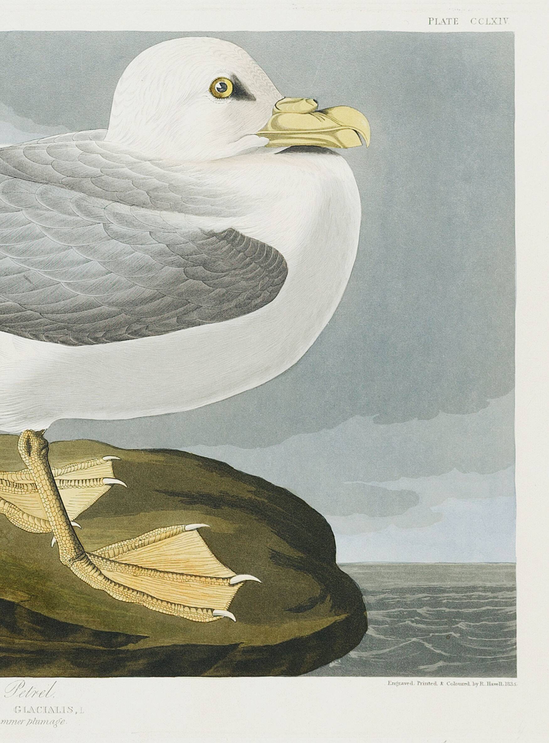 Poster about the Northern Fulmar, based on an old engraving from 1827.