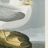 Poster about the Northern Fulmar, based on an old engraving from 1827.