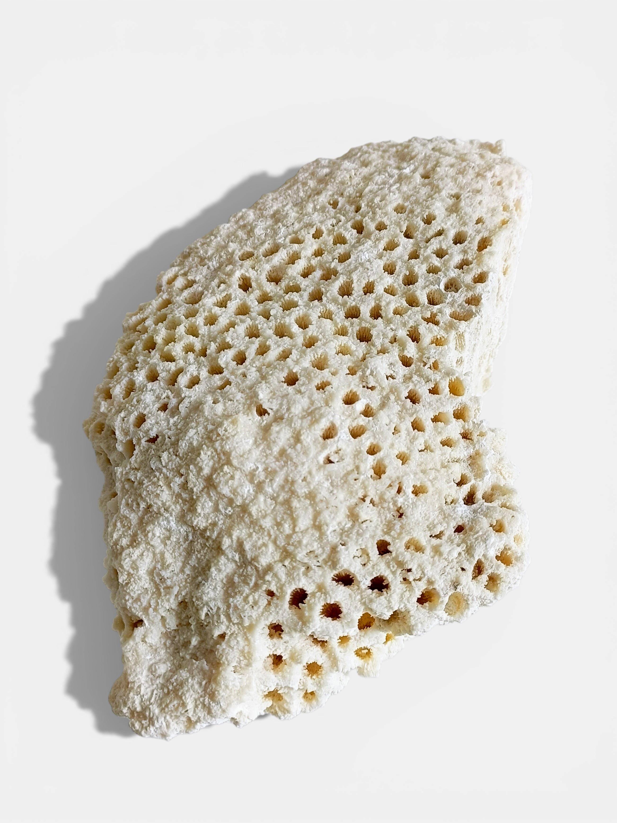 Sculptural White Coral Fossil, Organic Modern Decor from South Asia