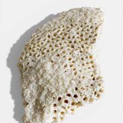 Sculptural White Coral Fossil, Organic Modern Decor from South Asia