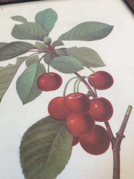 Affiche botanique années 70 Redouté Cerisier
