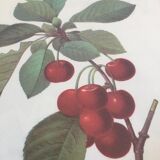 Botanical poster 70s Redouté Cherry tree