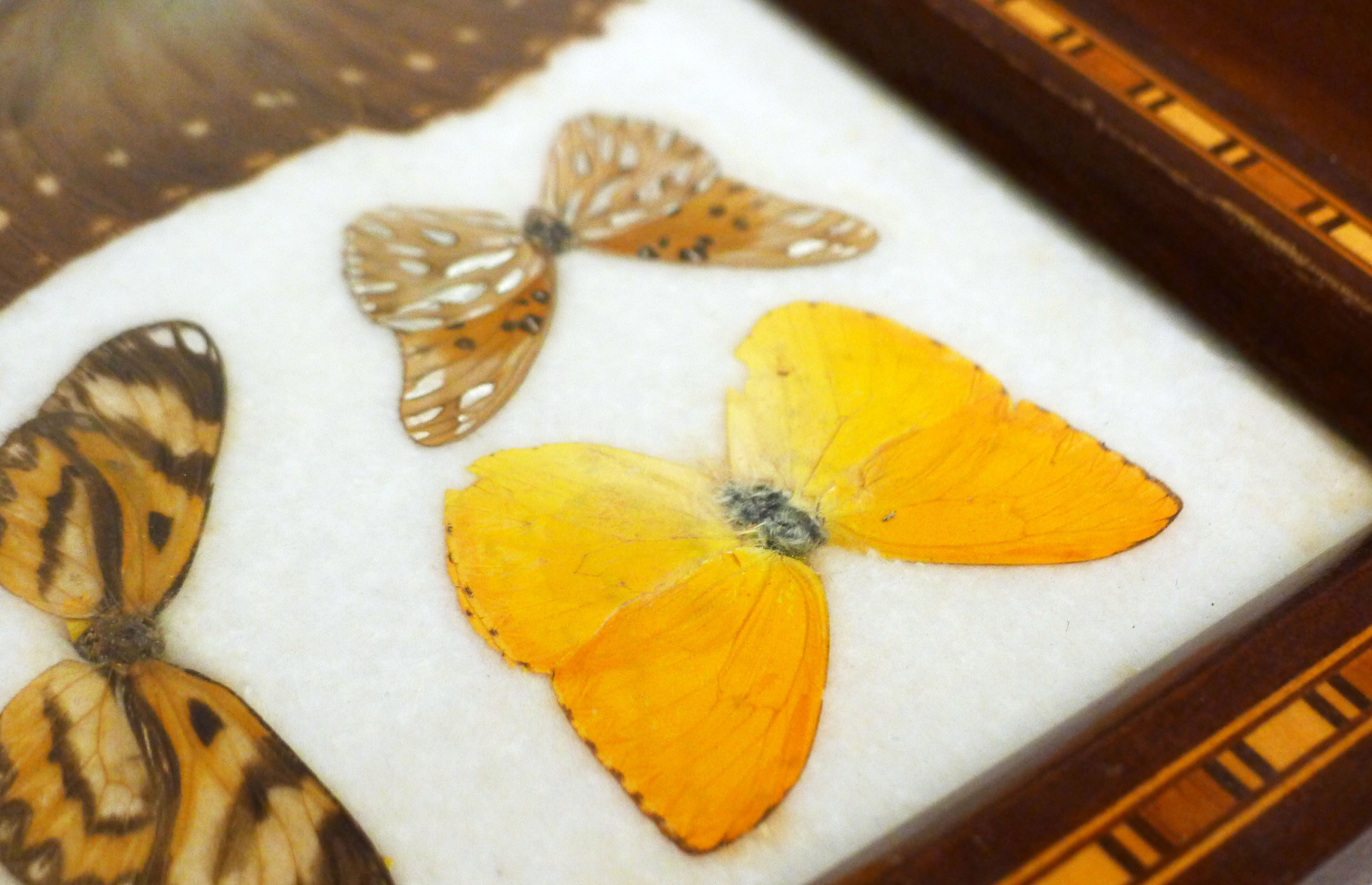 Butterfly tray