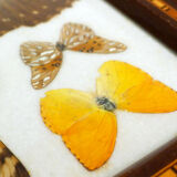 Butterfly tray