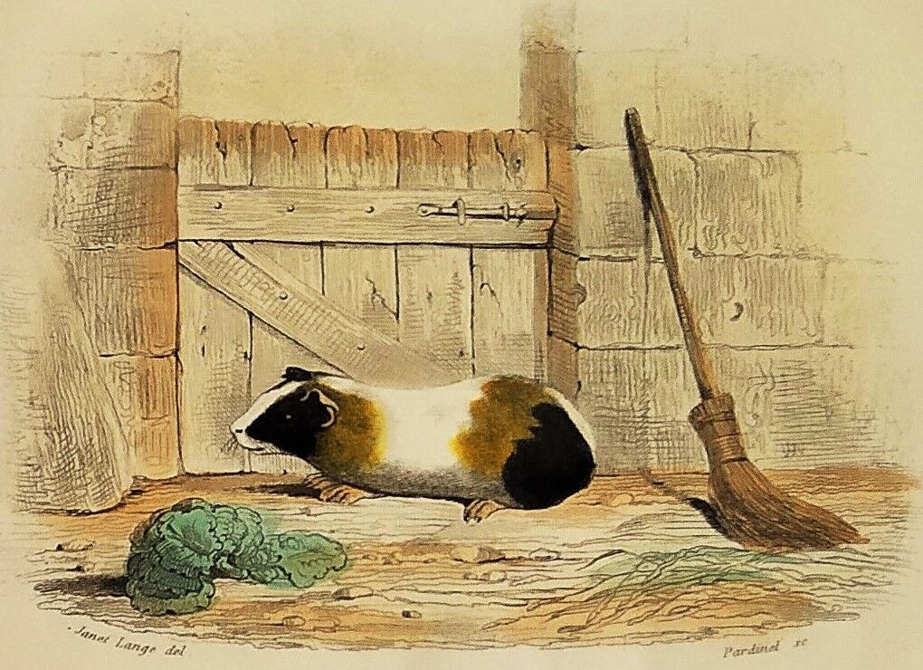 Original zoological plank "Indian Pig - Mole - Hedgehog " Buffon 1840