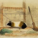 Original zoological plank "Indian Pig - Mole - Hedgehog " Buffon 1840