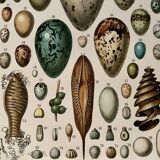 Lithograph on eggs - 1900
