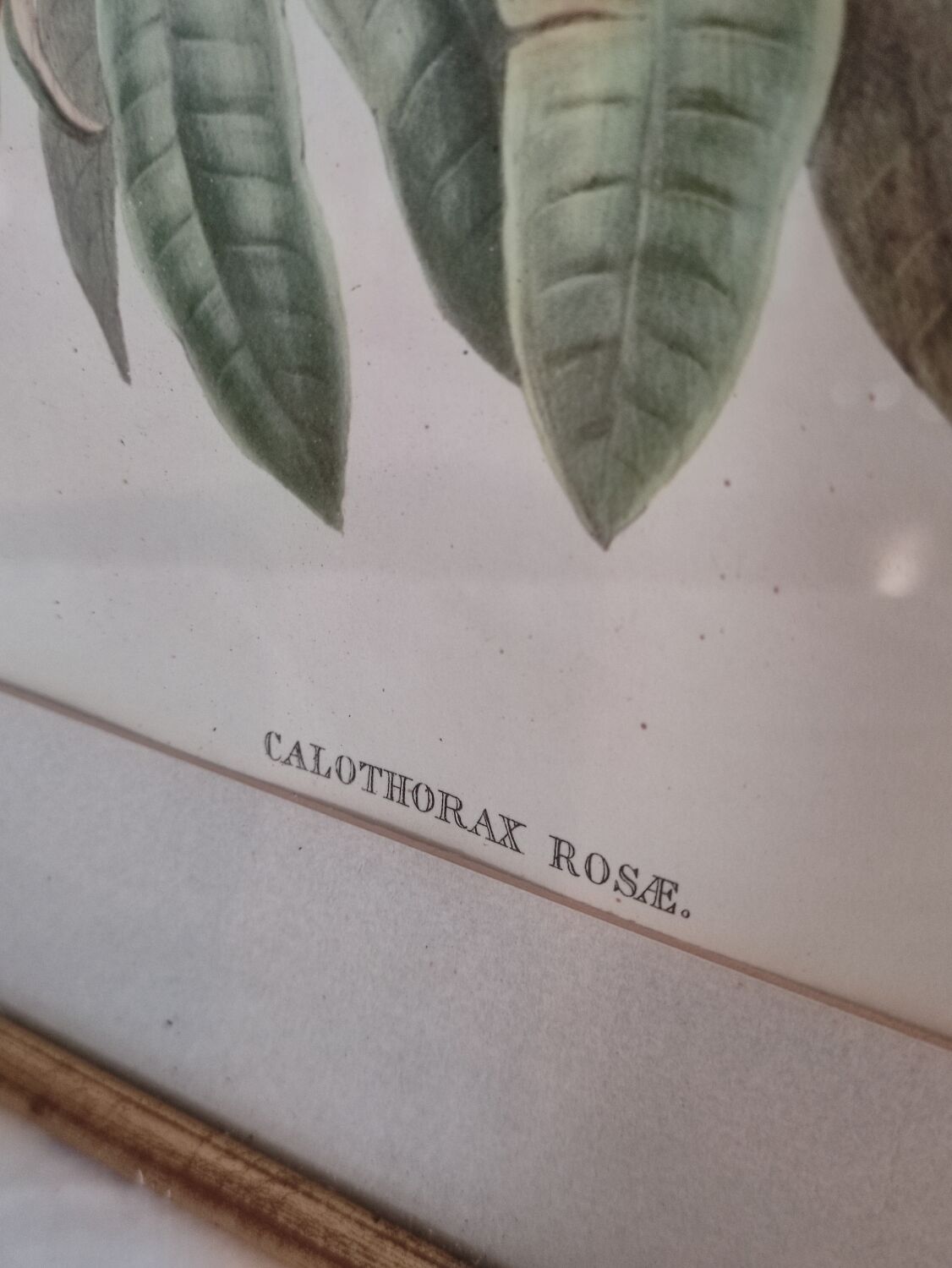 Framed bird engraving