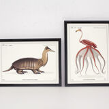 Set of 2 framed chimera lithography animal engraving