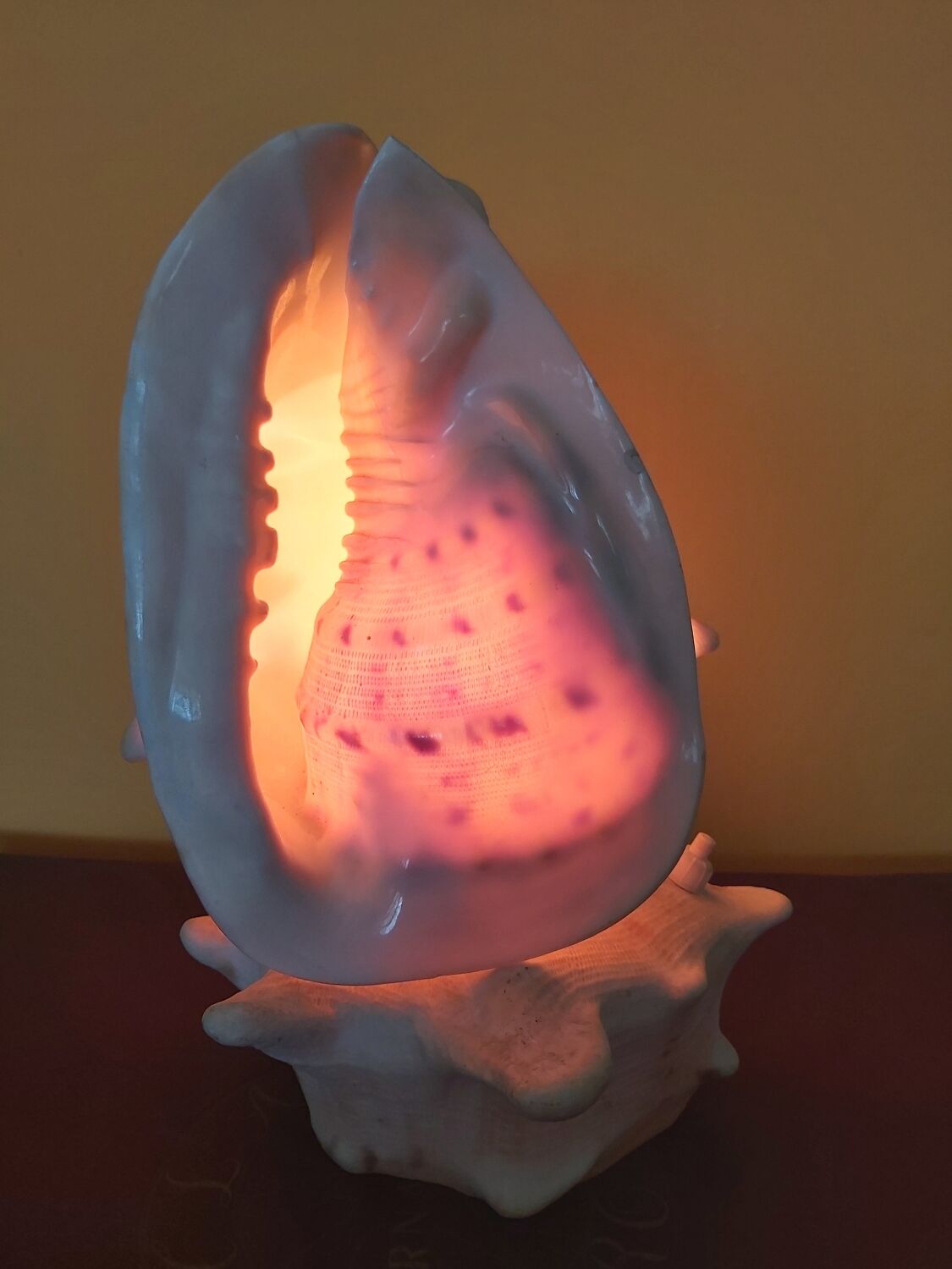 Night light, shell lamp 60s