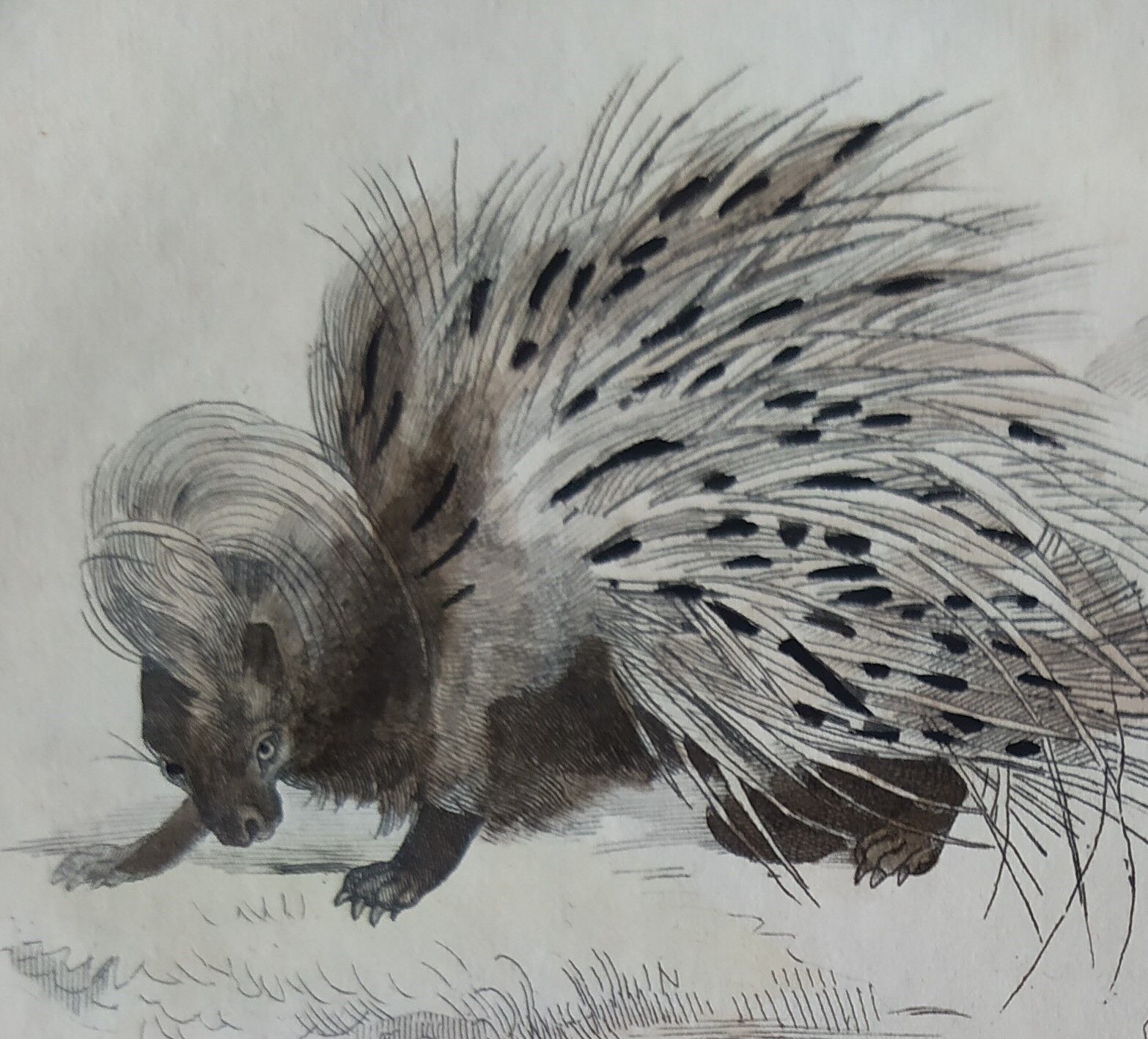 Original zoological plate "porcupine, Malaca porcupine, coendou,... - Buffon 1838