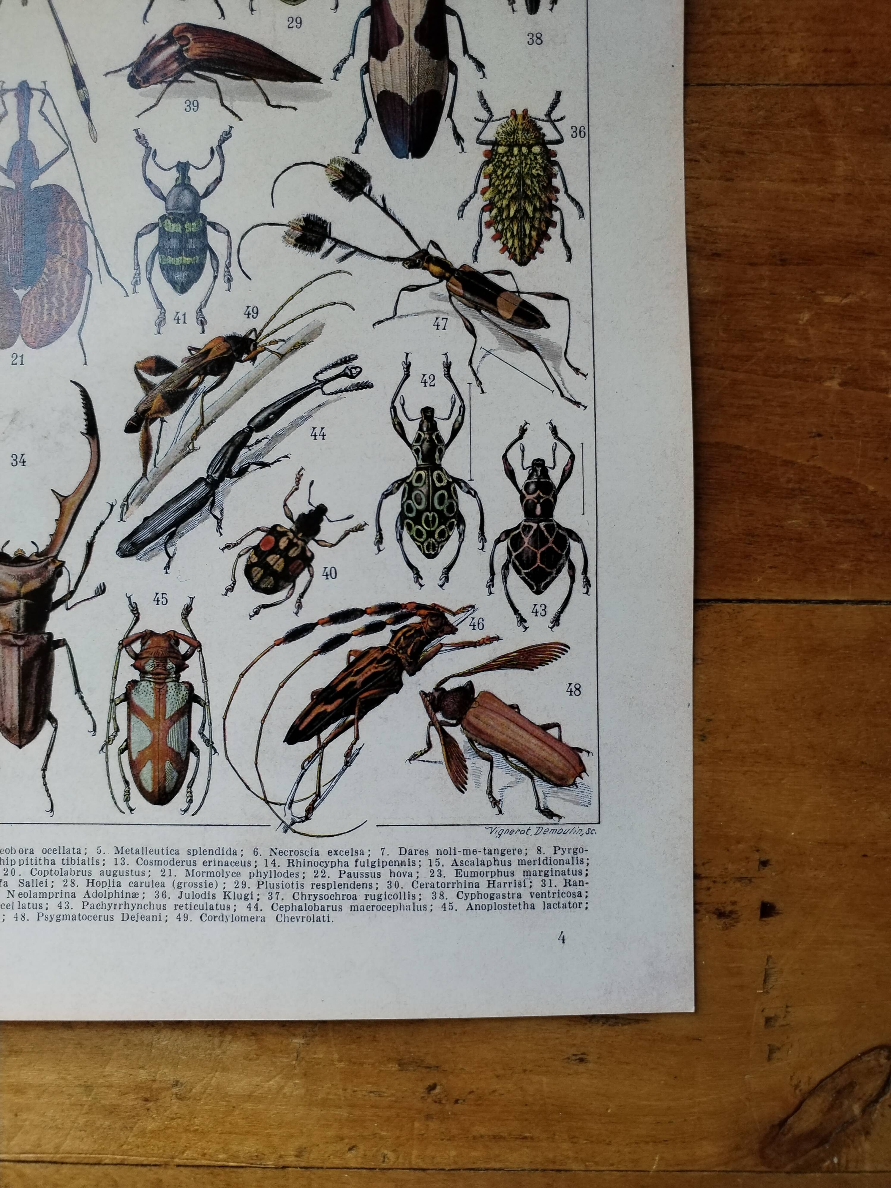 Page 1 of 12 Original lithograph on insects