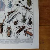 Page 1 of 12 Original lithograph on insects