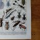 Page 1 of 12 Original lithograph on insects