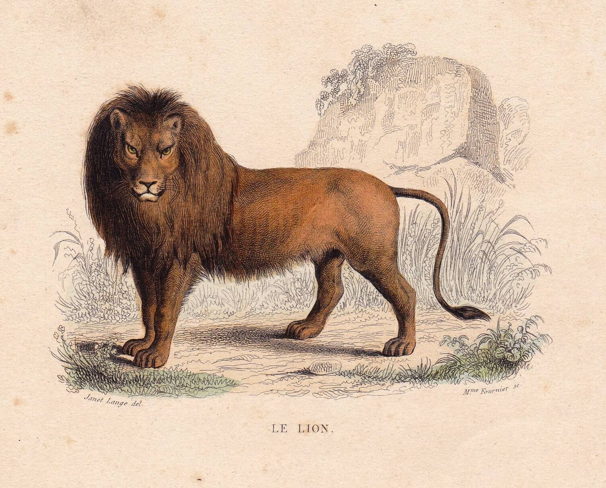 19th Century Engraving 1850 Lion Lioness Lion Cub Animals Feline