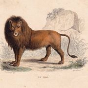 19th Century Engraving 1850 Lion Lioness Lion Cub Animals Feline