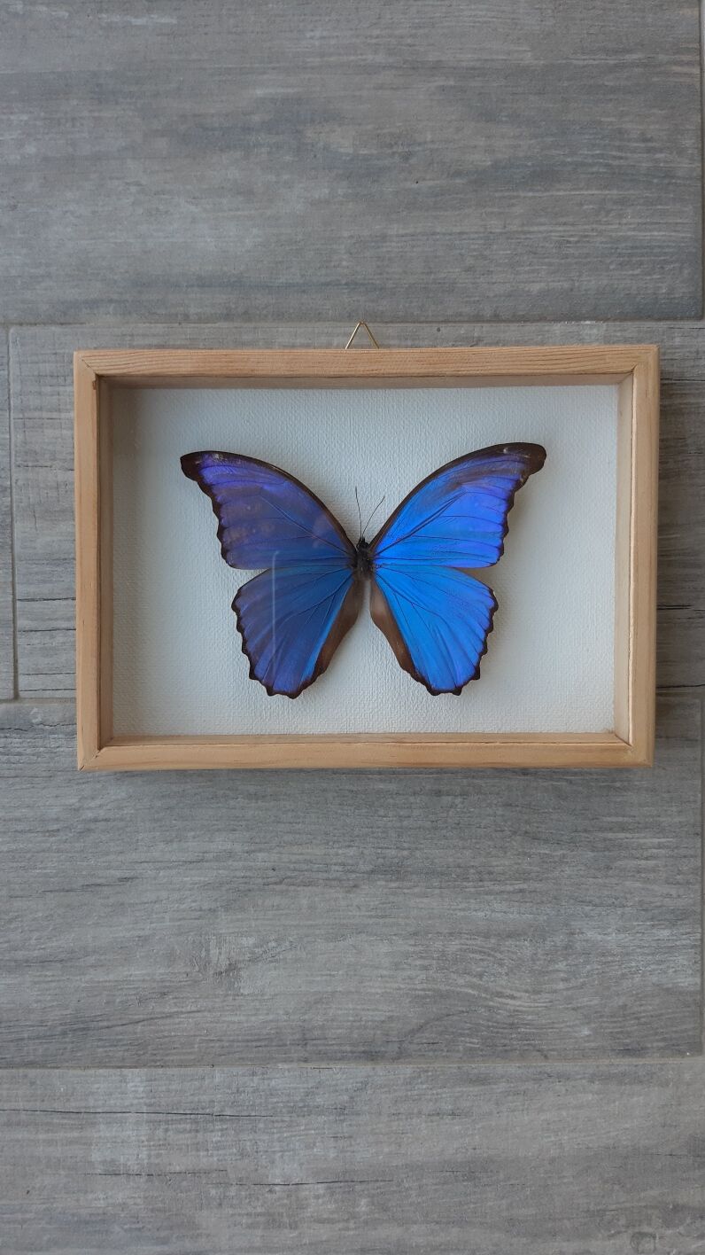 silver blue butterfly frame cabinet of curiosity framing taxidermy